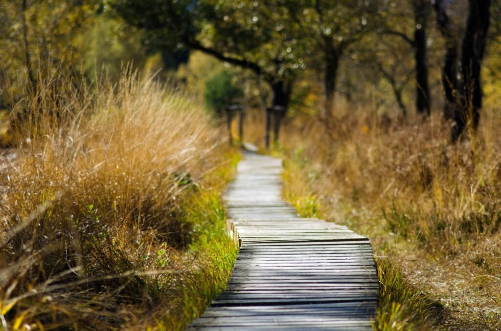 nature walk jibhi himachal