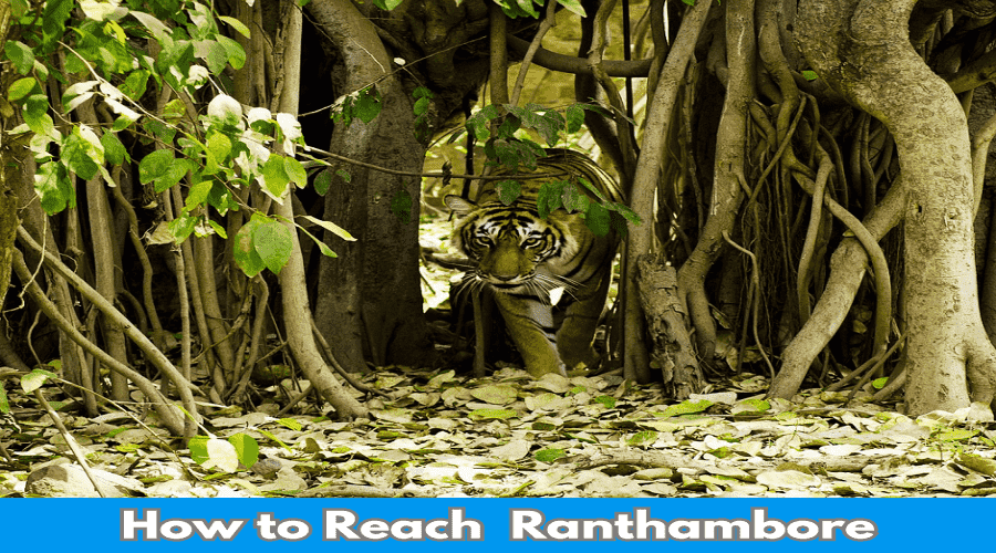 How to Reach Ranthambore