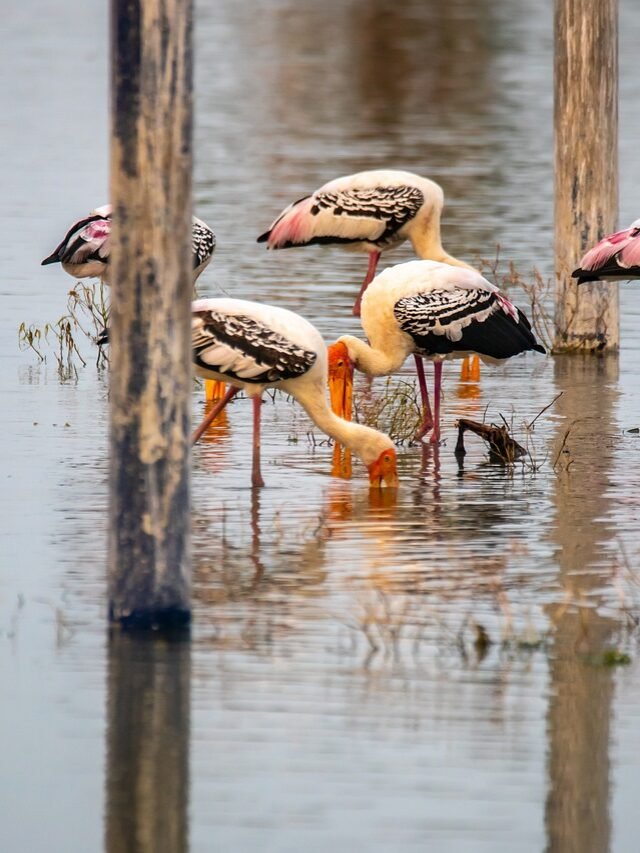 Mahananda Wildlife Sanctuary